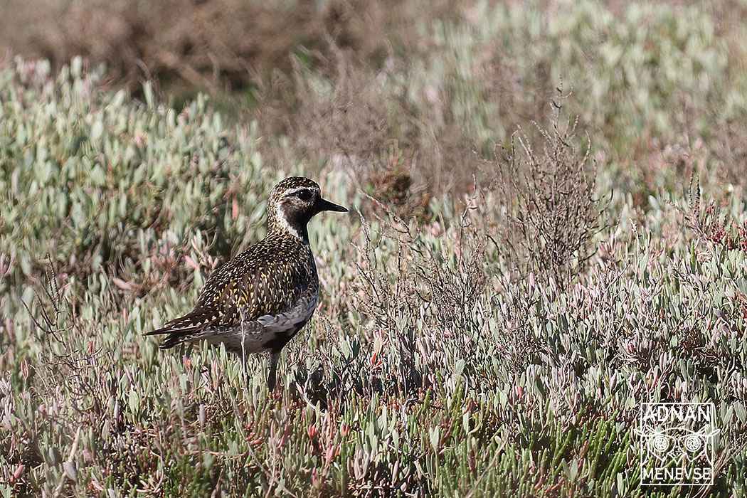 European Golden-Plover